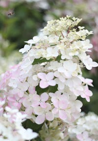 Hydrangea paniculata Living Angels Blush®