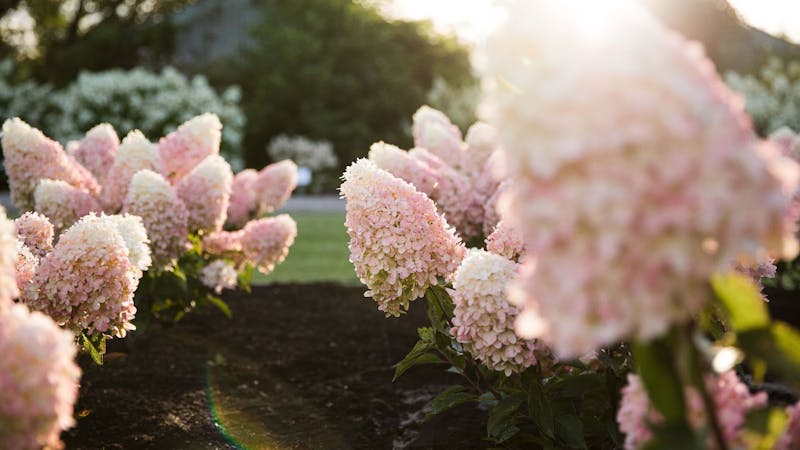 Hydrangea in de schaduw