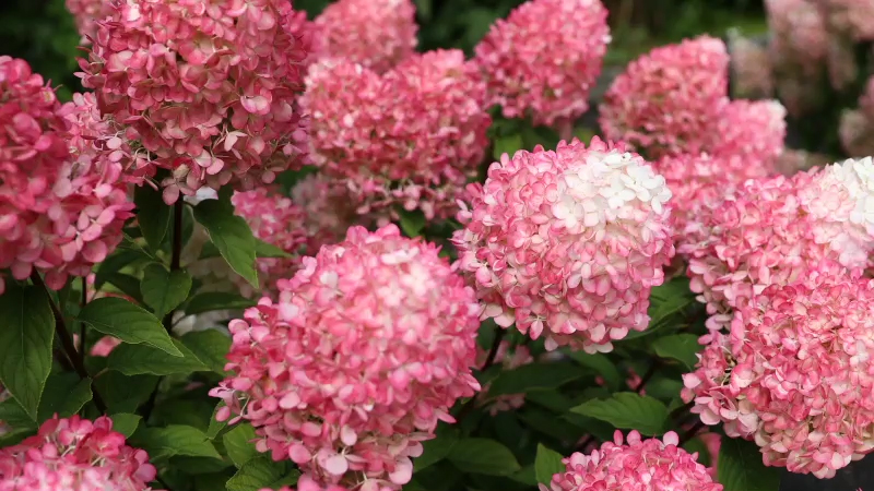Hydrangea paniculata Living Pink & Rose®