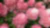 Hydrangea paniculata Living Pink & Rose®