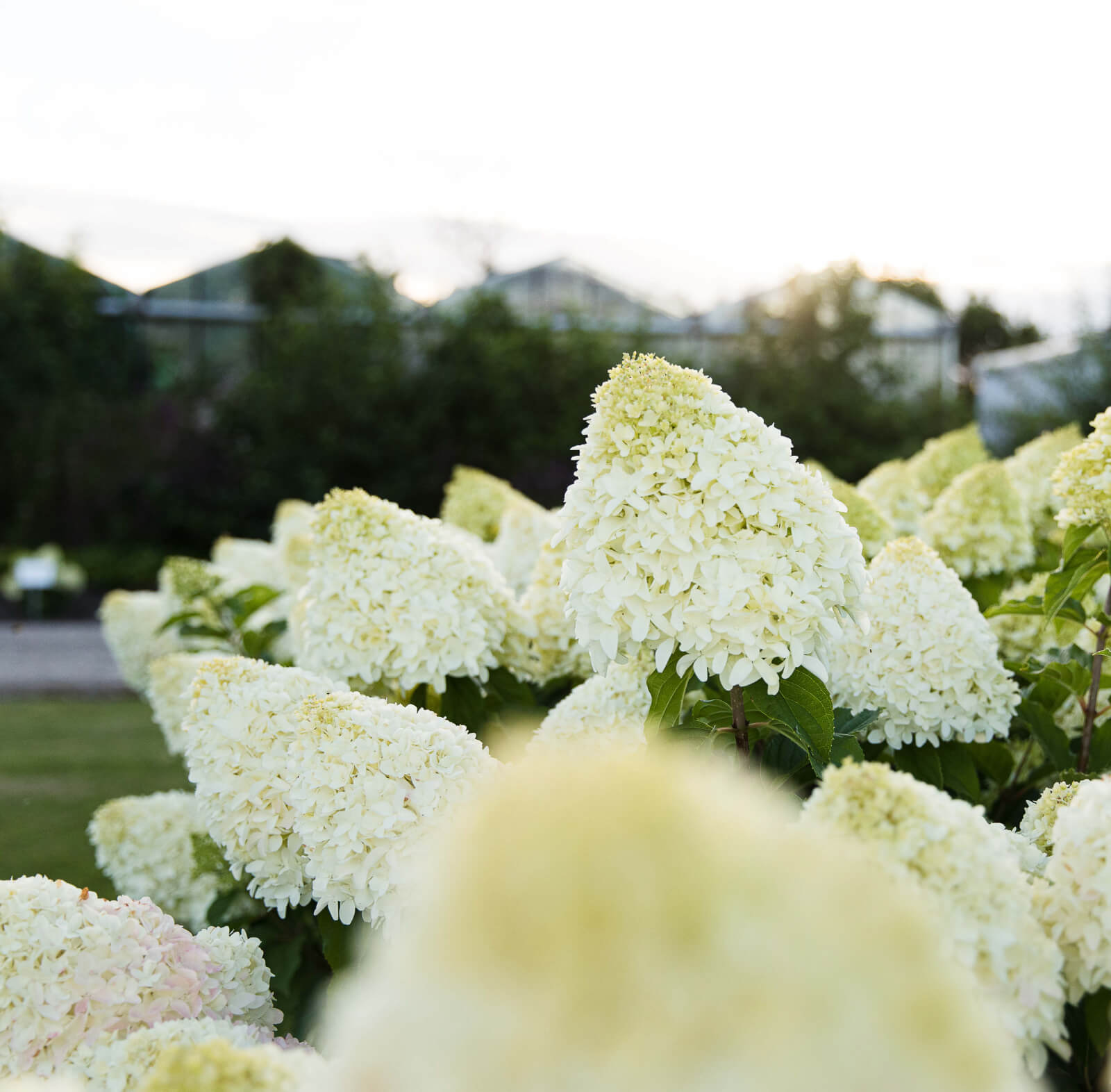 Hydrangea paniculata (pluimhortensia) Living Summer Snow