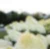 Hydrangea paniculata (pluimhortensia) Living Summer Snow
