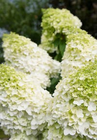 Hydrangea paniculata Living Magical Moonlight®