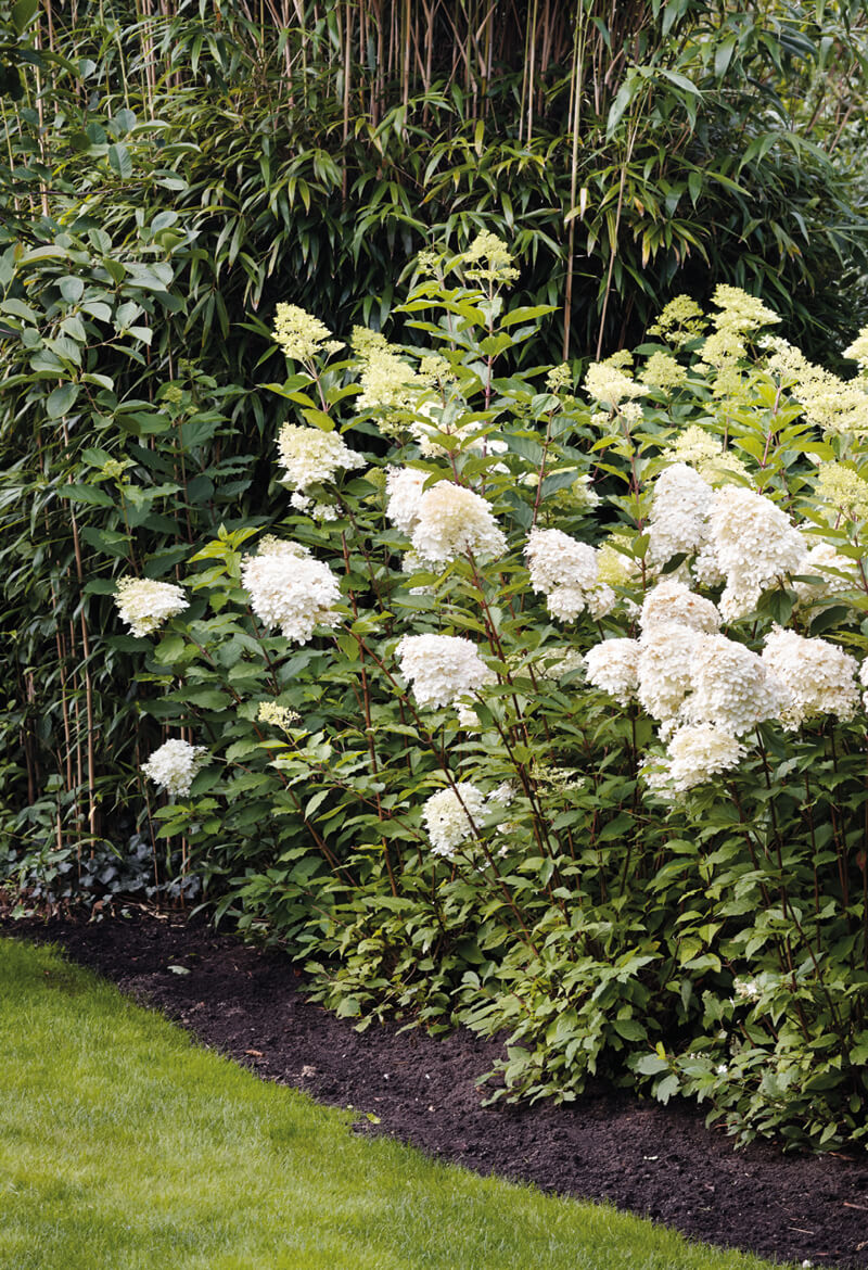 Hydrangea Living Phantom in a garden