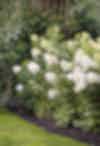 Hydrangea Living Phantom in a garden