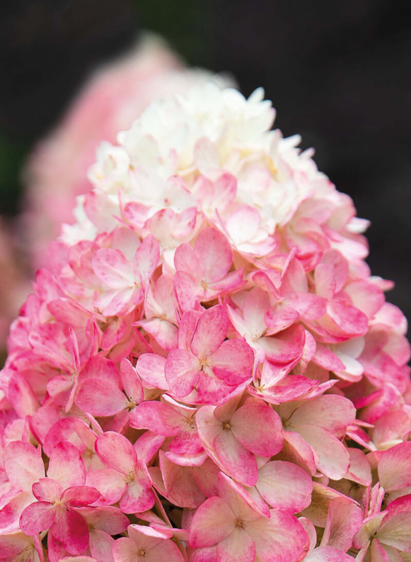Hydrangea Living Raspberry Pink®