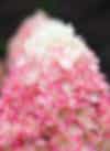Hydrangea Living Raspberry Pink®