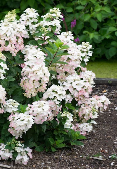 Hydrangea paniculata Living Magical Fire®