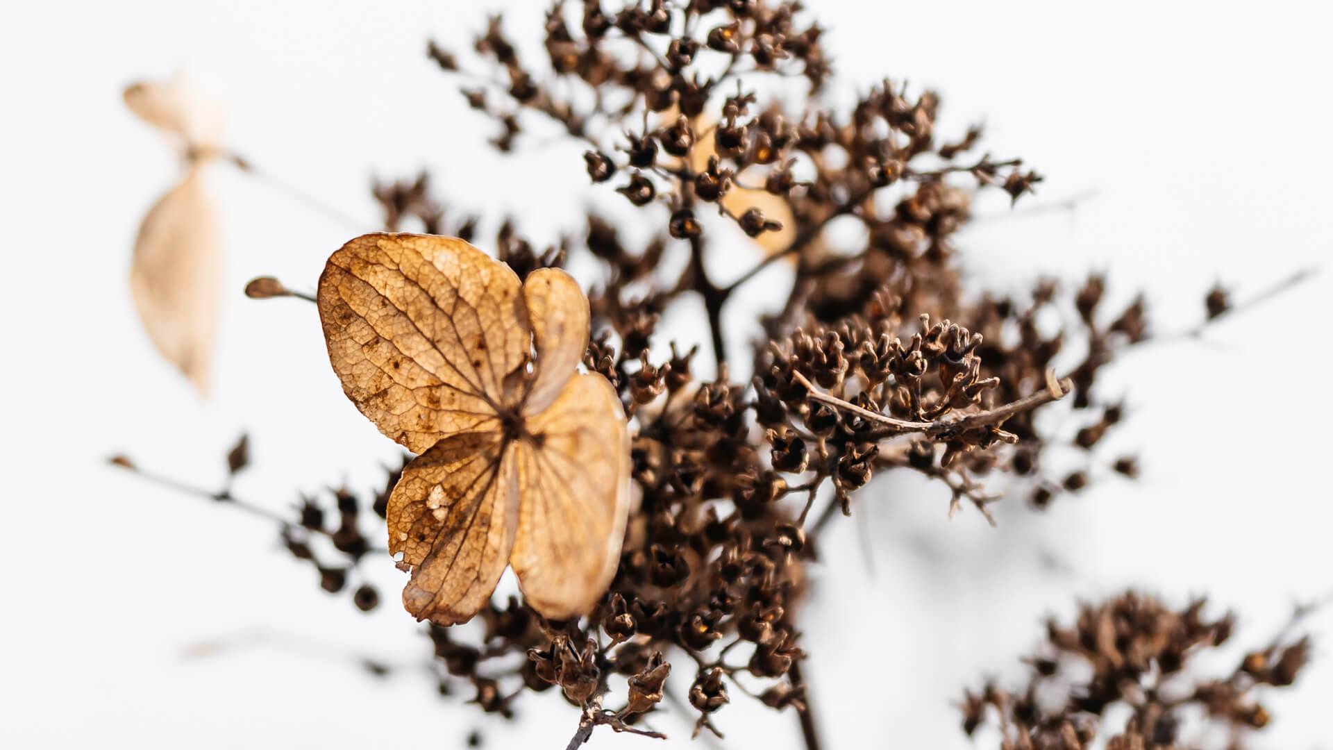 A winter-hardy Living Creations® Hydrangea 