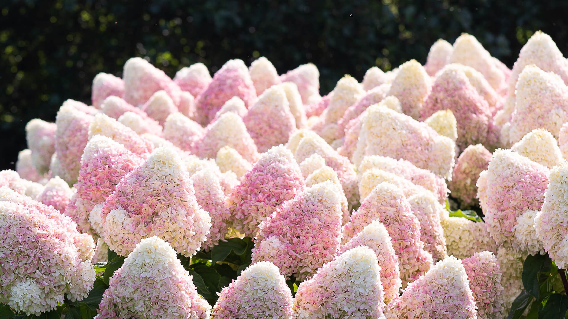Hydrangea Living Summer Love®