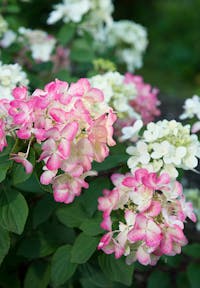 Hydrangea paniculata Living Diamant Rouge®