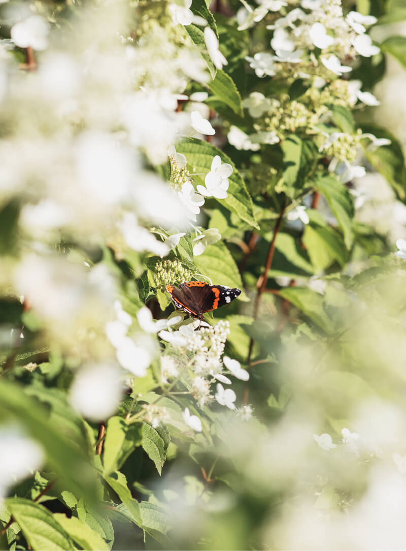 A butterfly visiting a Hydrangea Living Brussels Lace