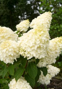 Hydrangea paniculata Living Silver Dollar®