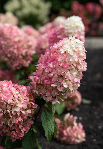 Hydrangea paniculata Living Raspberry Pink®