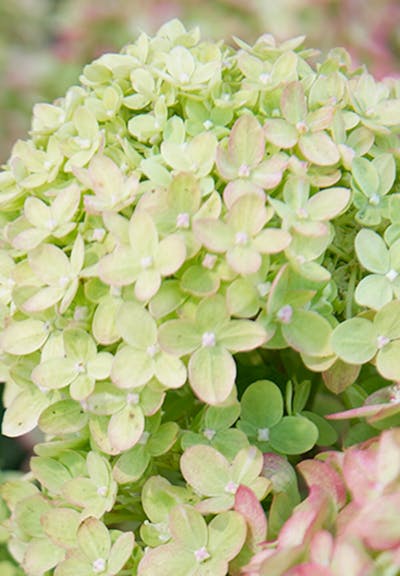 Hydrangea paniculata Living Little Lime®