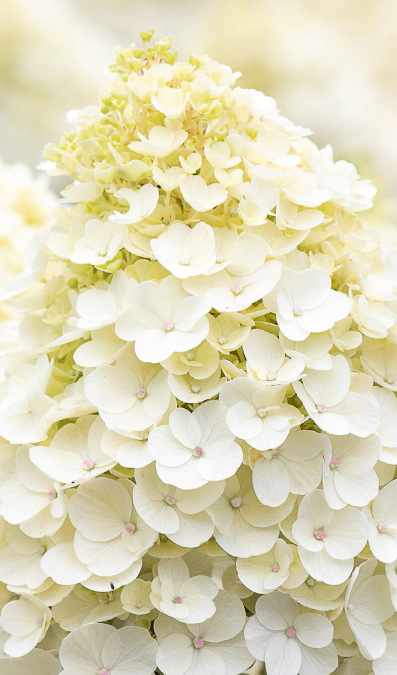 Hydrangea Living Little Blossom®