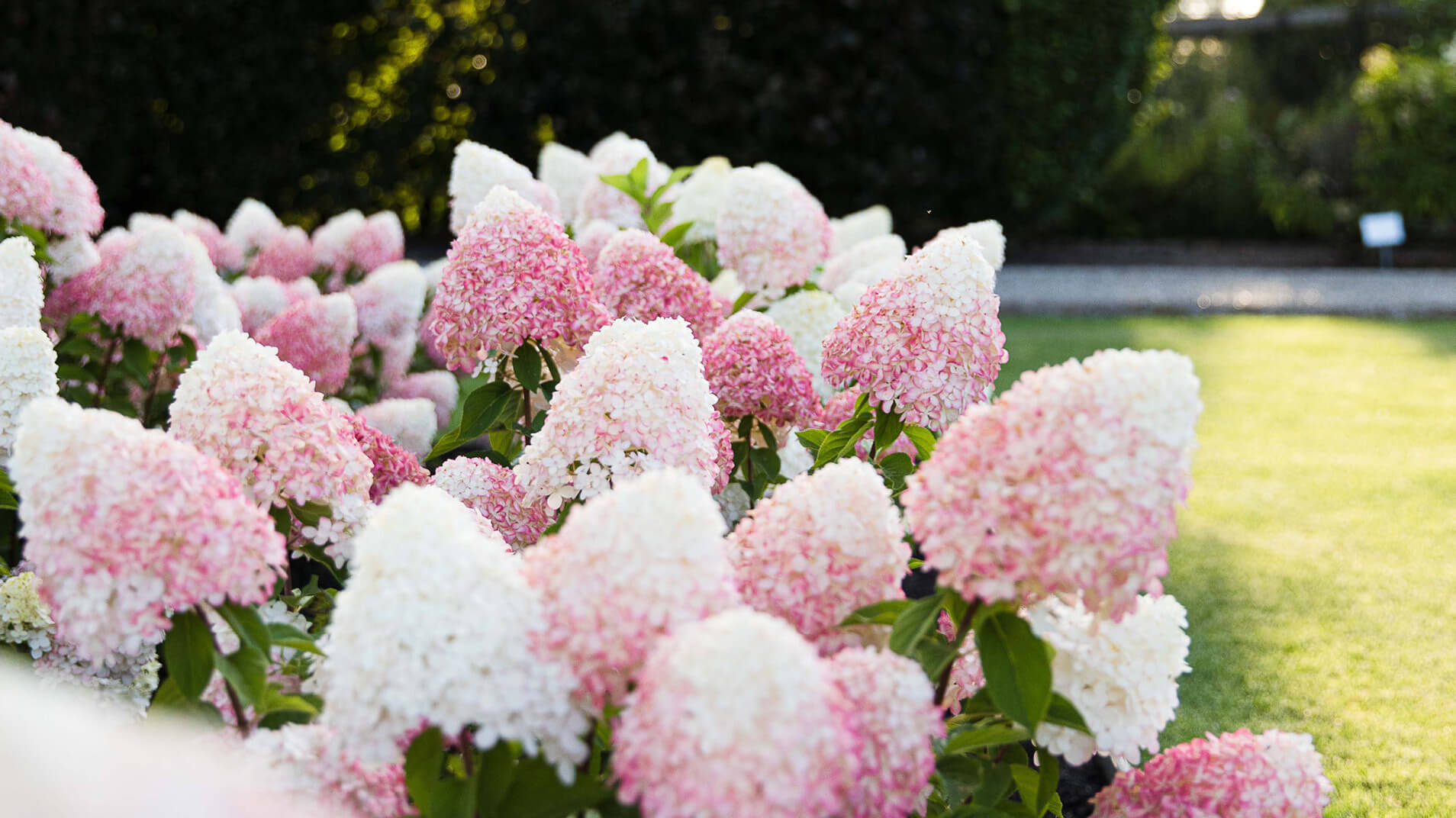 Living Creations | Pluimhortensia | Hydrangea | Paniculata | Hortensie | Interview Tuinbroekies | podcast