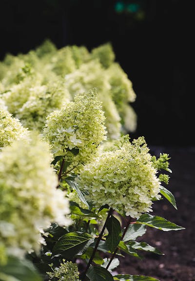 Hydrangea paniculata Living Royal Flower®