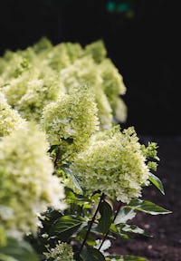 Hydrangea paniculata Living Royal Flower®