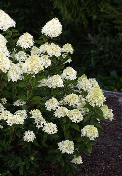 Hydrangea paniculata Living Cotton Cream®