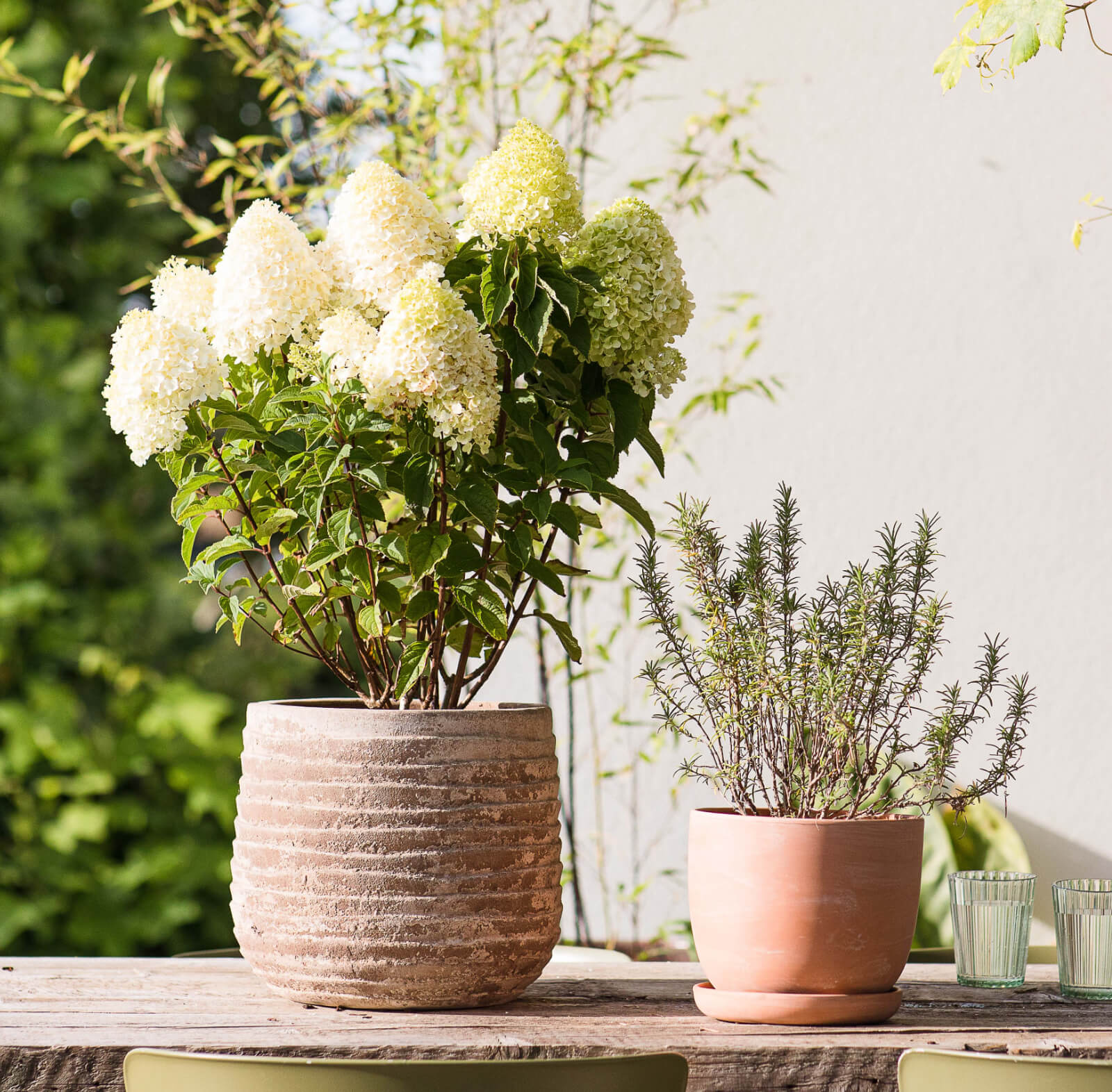 Hydrangea paniculata (pluimhortensia) Living Sugar Rush