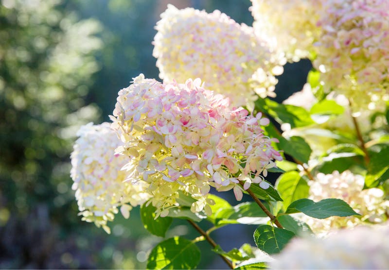 Hydrangea Paniculata Grandiflora