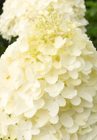 Hydrangea paniculata Living Silver Dollar®