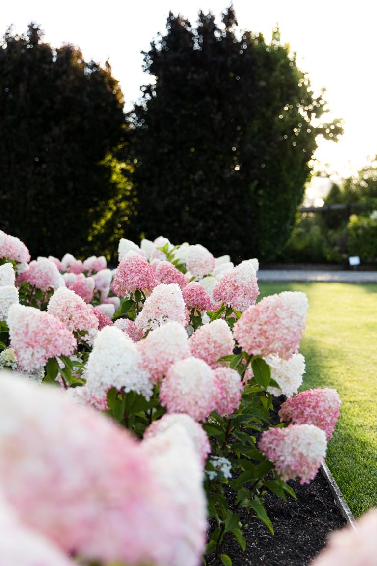 Hortensia zonder zon