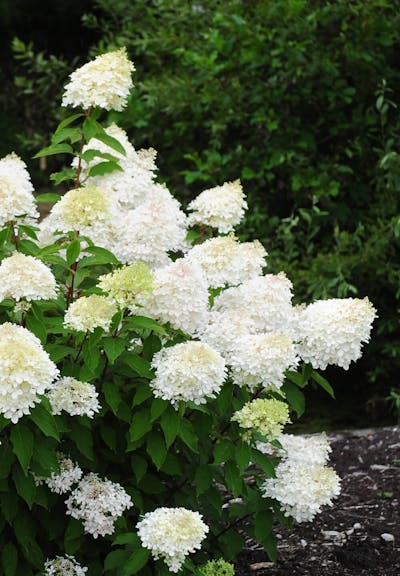 Hydrangea paniculata Living Phantom®