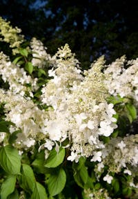 Hydrangea paniculata Living Brussels Lace®