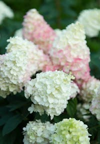 Hydrangea paniculata Living Sundae Fraise®