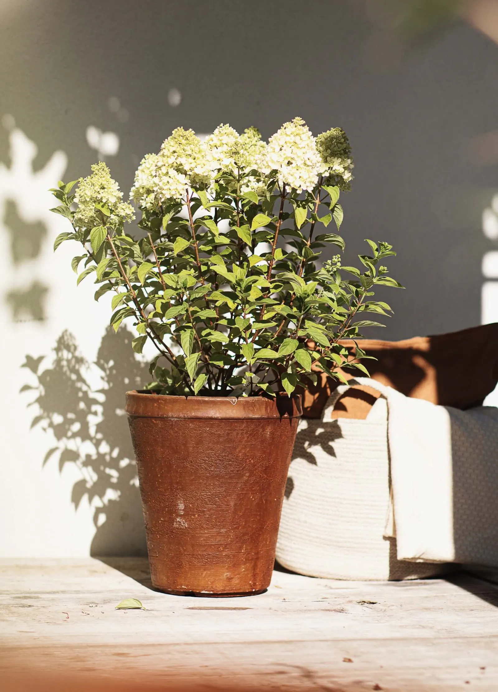 How to grow Hydrangeas in containers and pots?