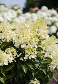 Living Creations | Hydrangea paniculata Living Milk & Honey | pluimhortensia