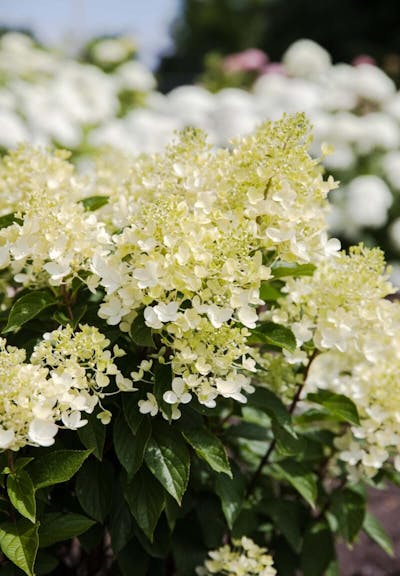 Living Creations | Hydrangea paniculata Living Milk & Honey | pluimhortensia