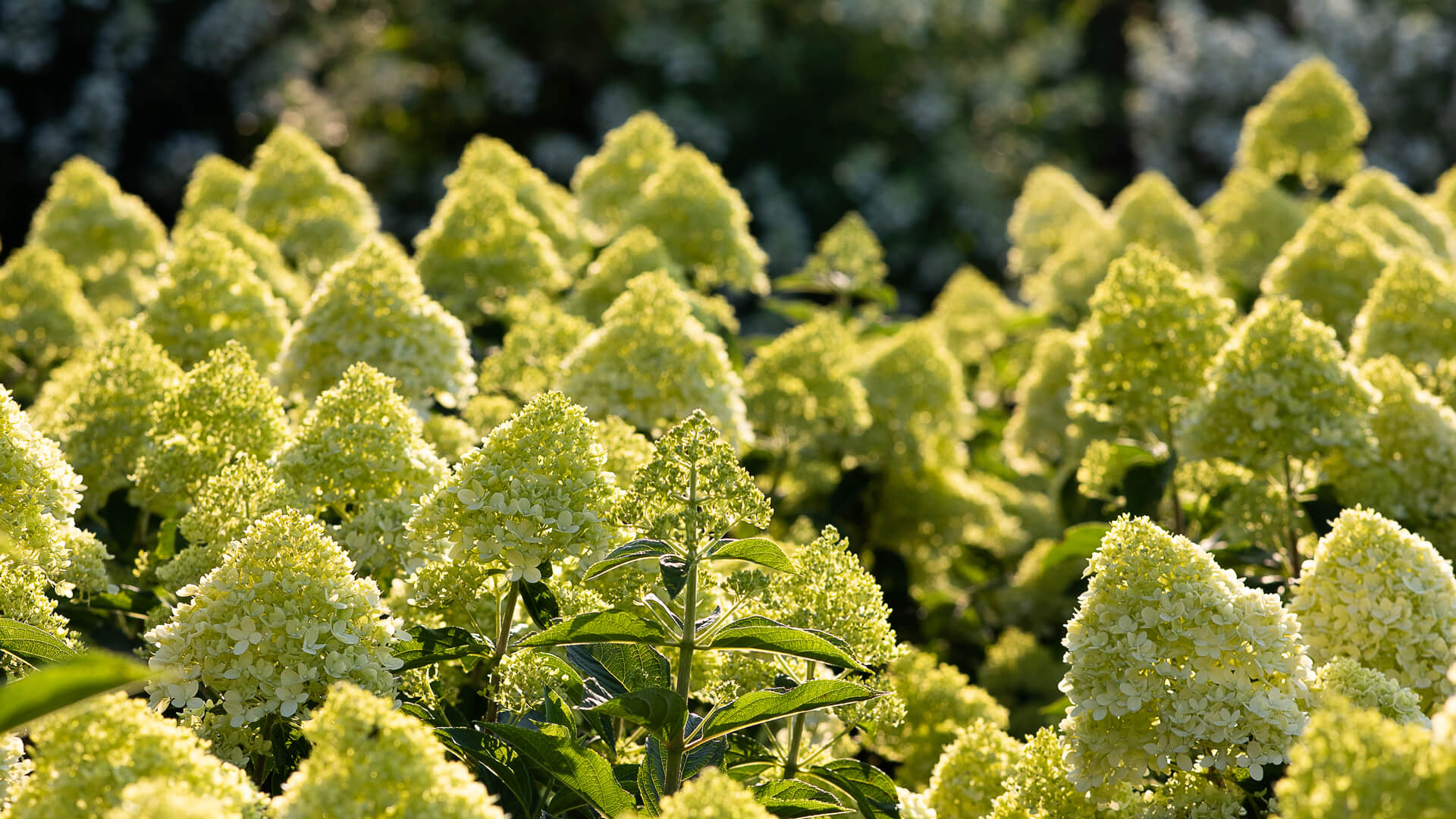 A Living Cotton Cream® Hydrangea in the summer