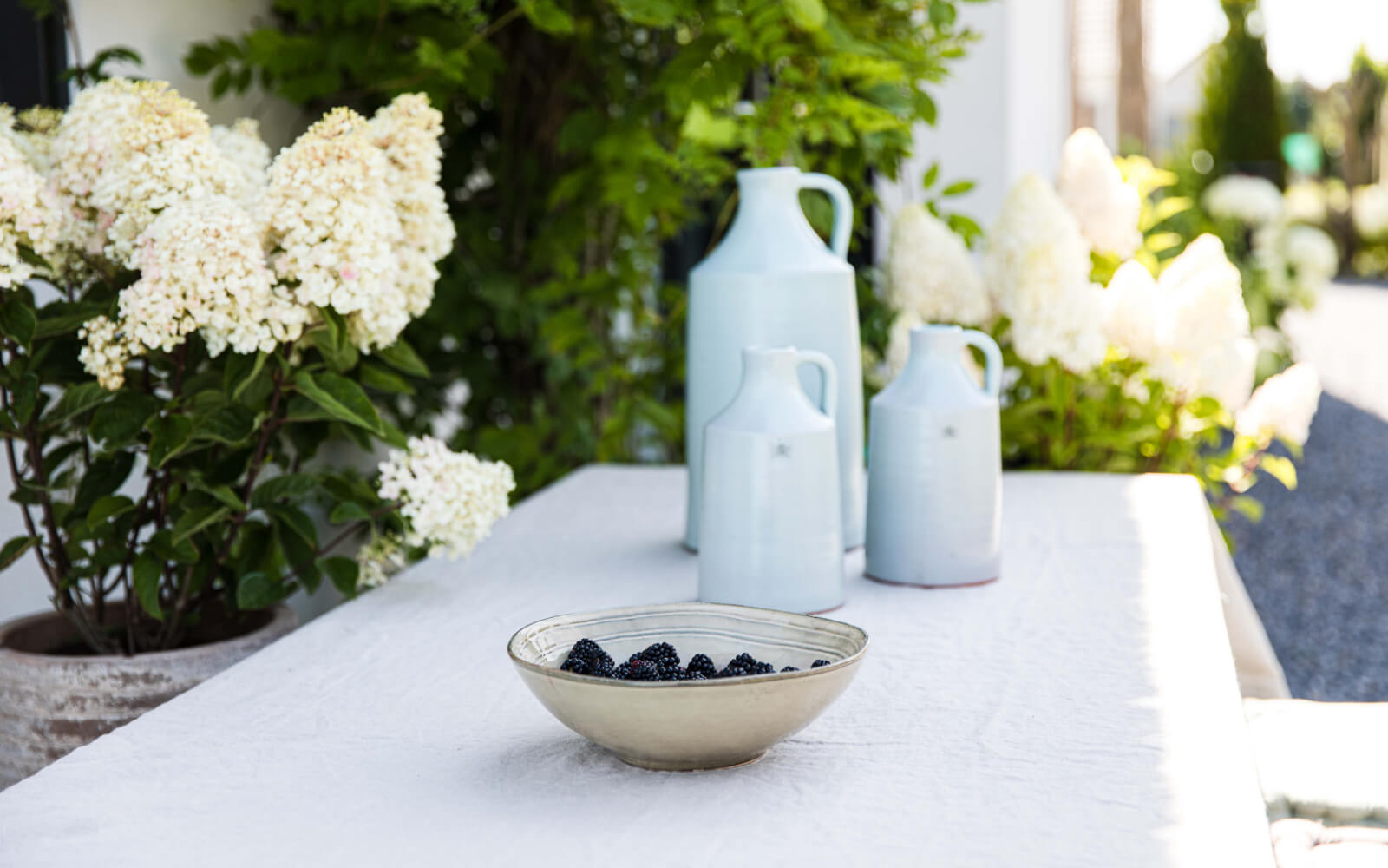 Hydrangea paniculata (pluimhortensia) Living Little Blossom