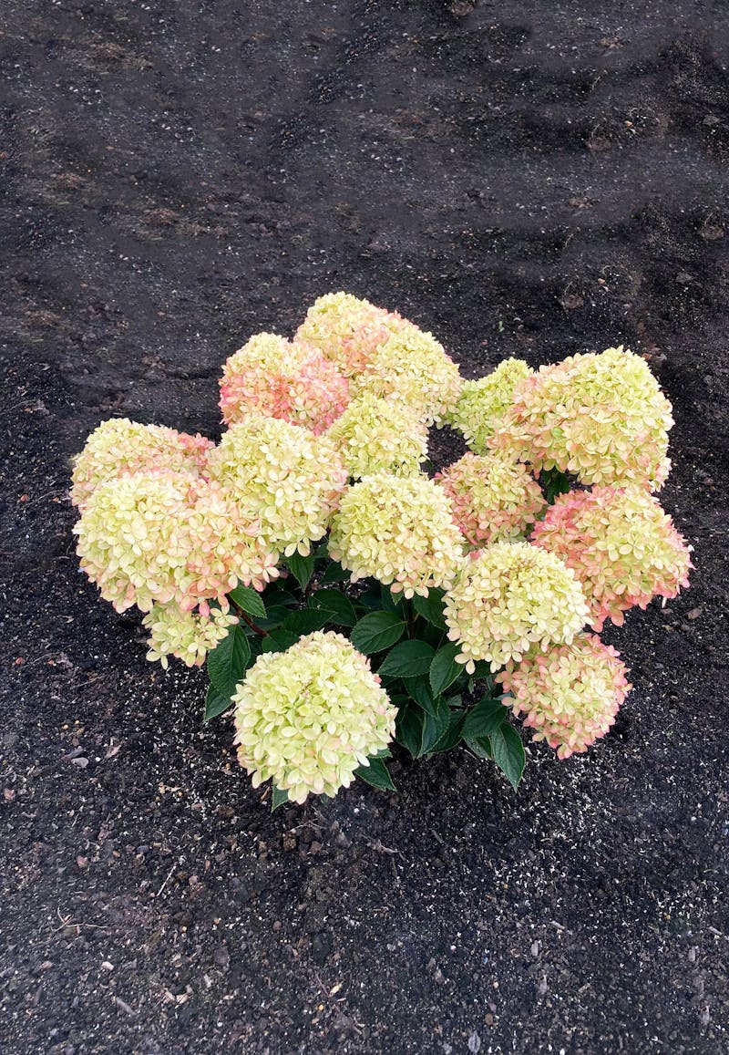 Hydrangea Little Love