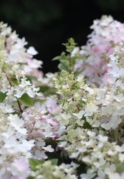 Hydrangea paniculata Living Angels Blush®