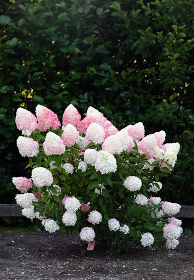 Hydrangea paniculata Living Pink & Rose