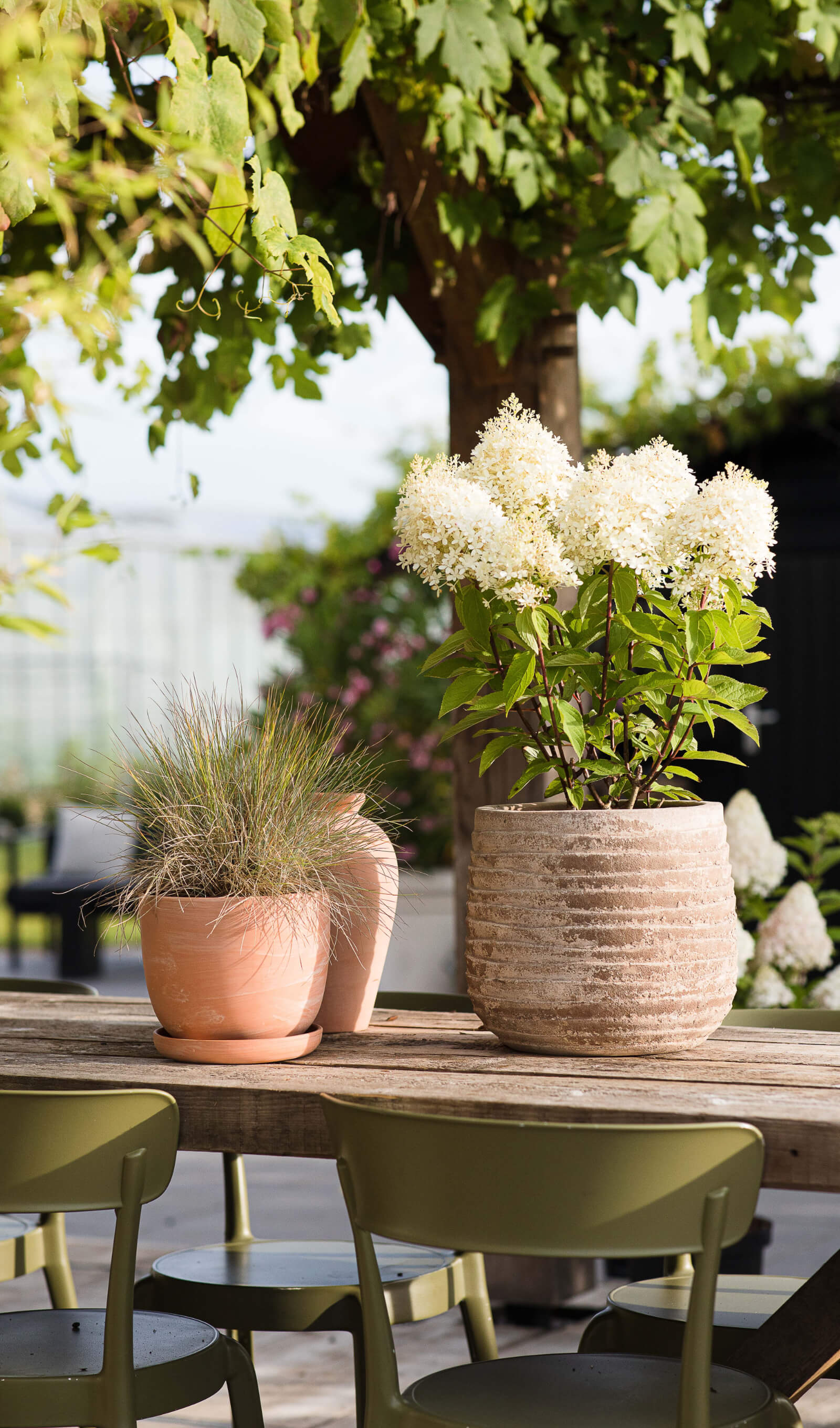Hydrangea paniculata (pluimhortensia) Living Royal Flower