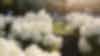 Plant banner