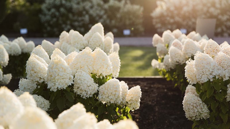 How to plant a panicle Hydrangea?