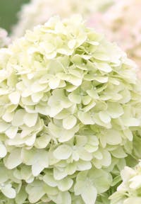 Hydrangea paniculata Living Magical Candle®