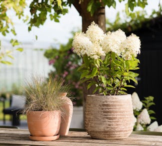 Hydrangea paniculata Living Royal Flower® (Living Creations)