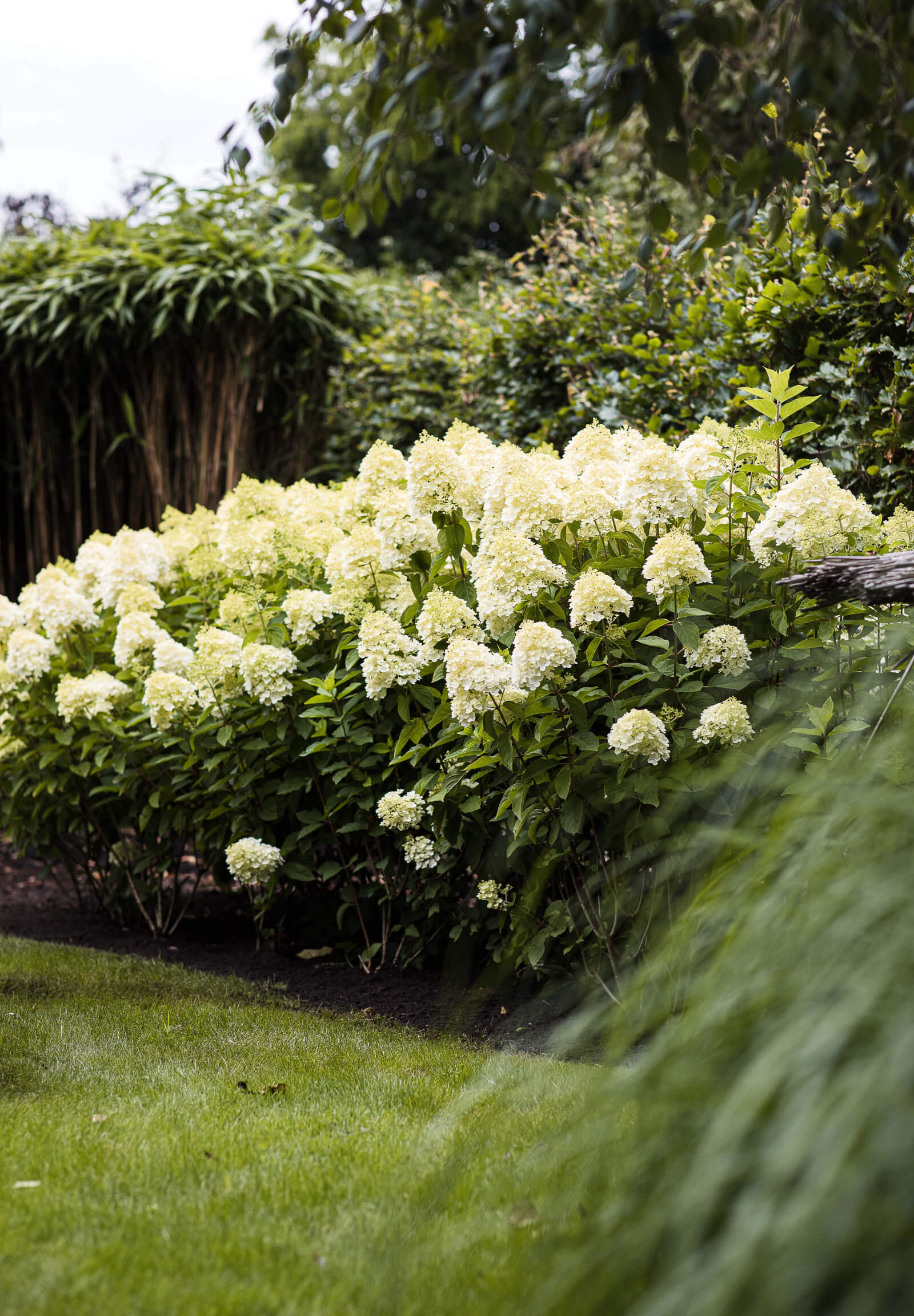 Image of Hydrangea paniculata Summer Snow in garden