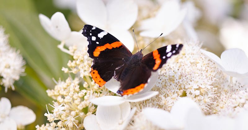 A butterfly visiting a Living Infinity® Hydrangea