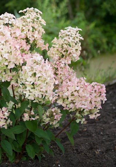 Hydrangea paniculata Living Wim's Red®