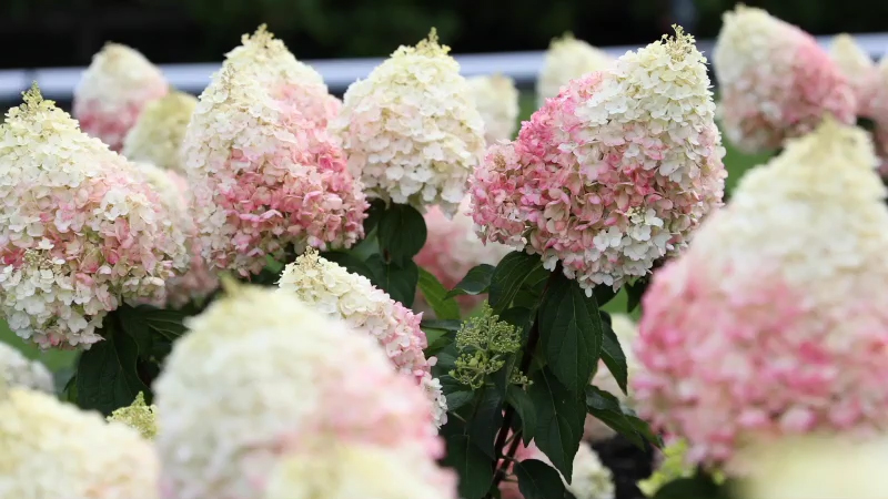 Hydrangea paniculata Living Pinky Promise®