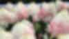 Hydrangea paniculata Living Pinky Promise®