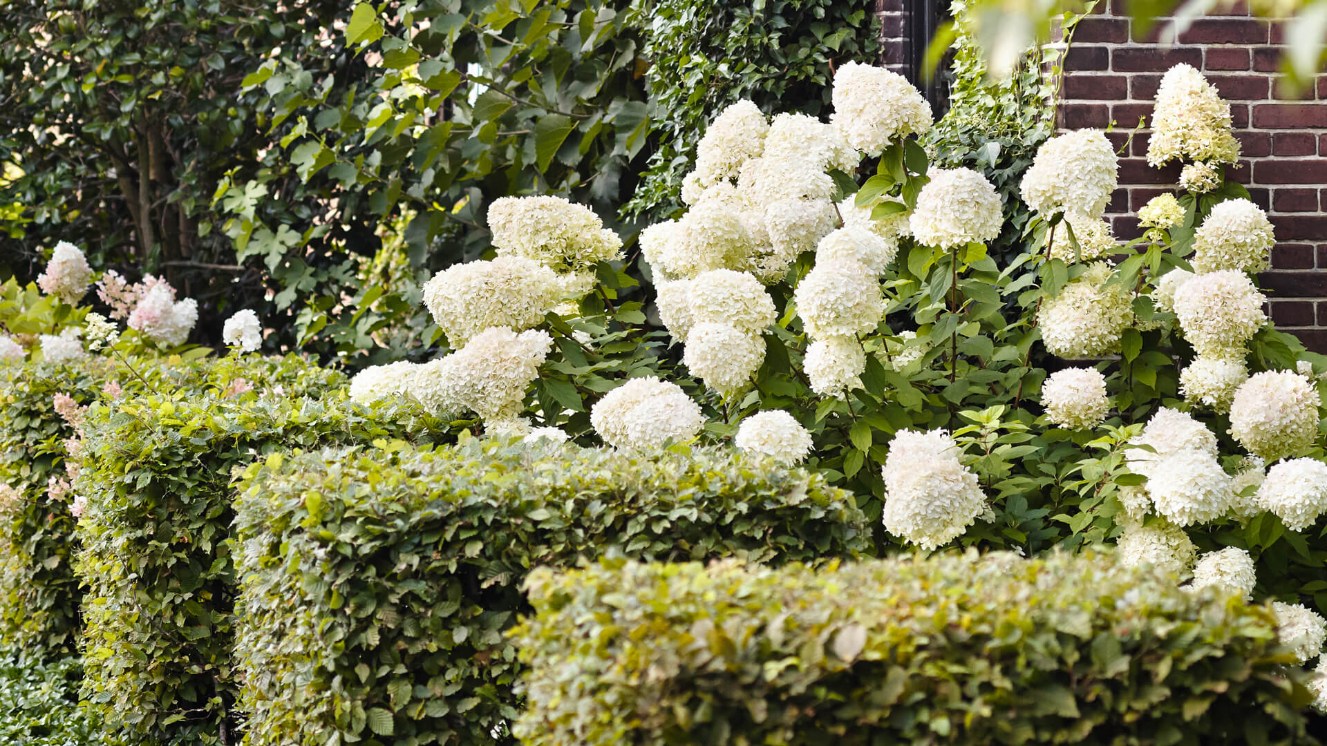 Hydrangea Living Summer Snow®